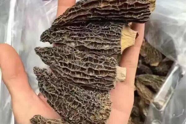 羊肚菌猪肚汤的做法图解6