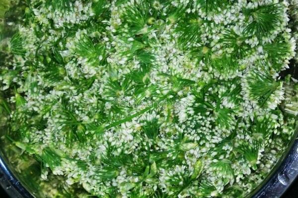 自酿韭菜花酱的做法图解1