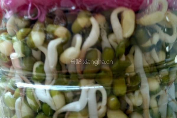 绿豆芽的做法图解5