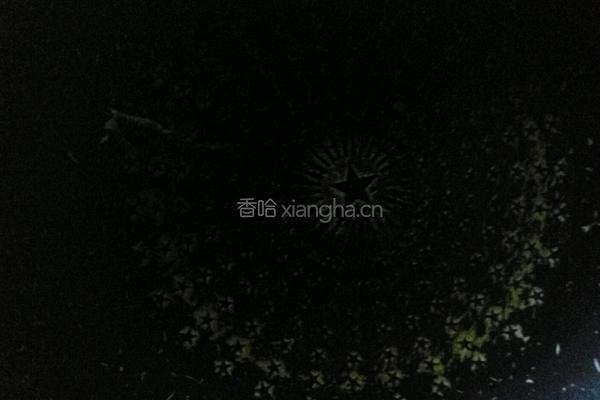 蒲公英煎蛋的做法图解5