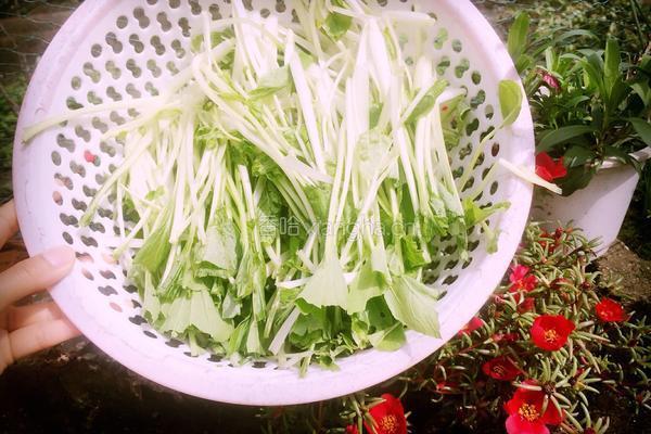 腌制下饭小白菜的做法图解3