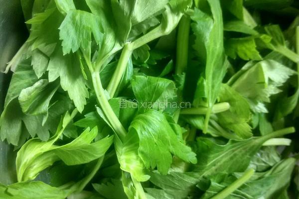 芹菜汁发面饼的做法图解1