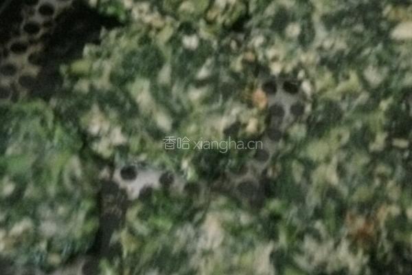 雪里蕻菜饼的做法图解7