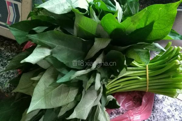 清炒红薯叶的做法图解1