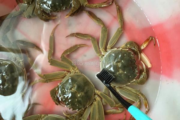 清蒸大闸蟹的做法图解2