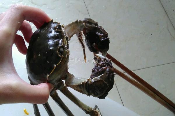 红烧大闸蟹的做法图解3