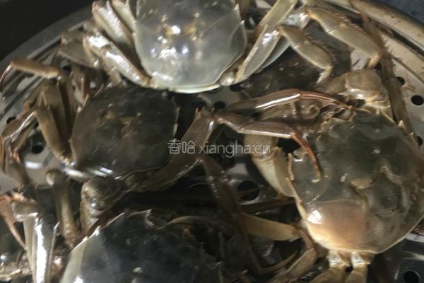 清蒸沱湖螃蟹的做法图解2
