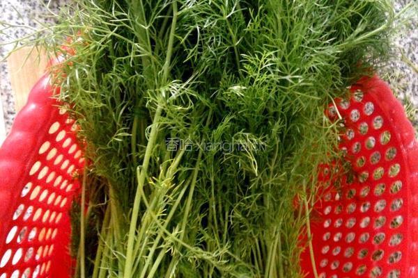 茴香猪肉馅饺子的做法图解1