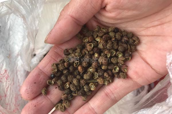油爆虾的做法图解3