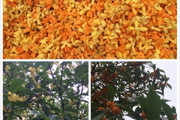 自制桂花干桂花茶的做法图解1