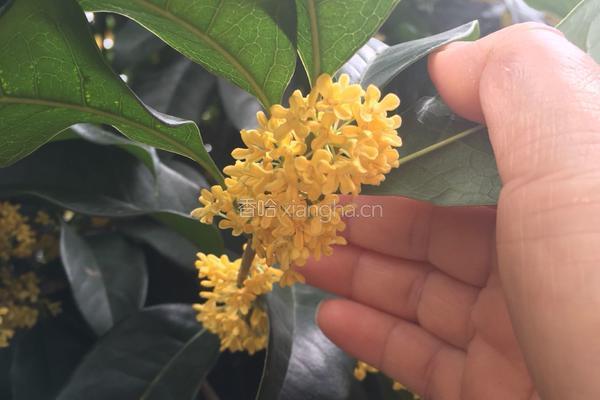 桂花糕的做法图解1
