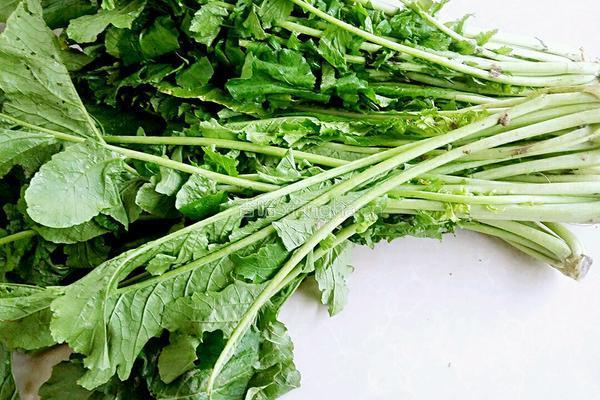 腌萝卜叶咸菜的做法图解1