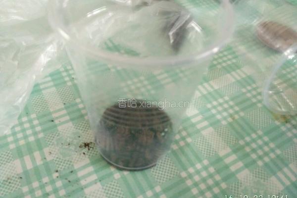 盆栽的做法图解5