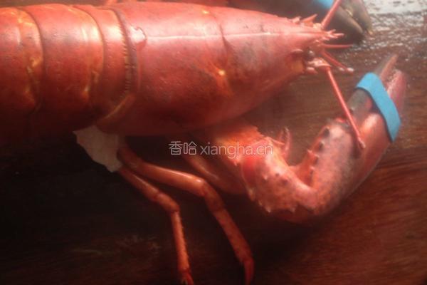 清蒸龙虾的做法图解2