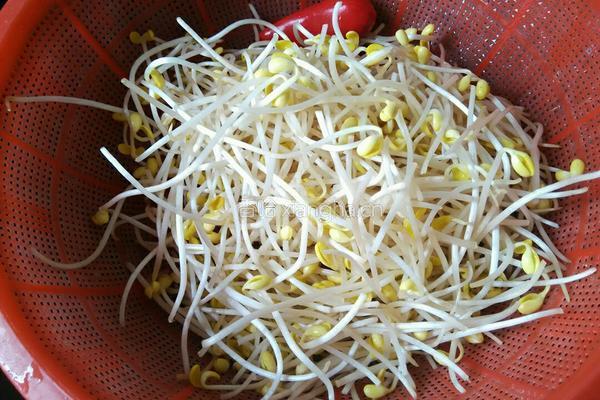 炝炒黄豆芽的做法图解2