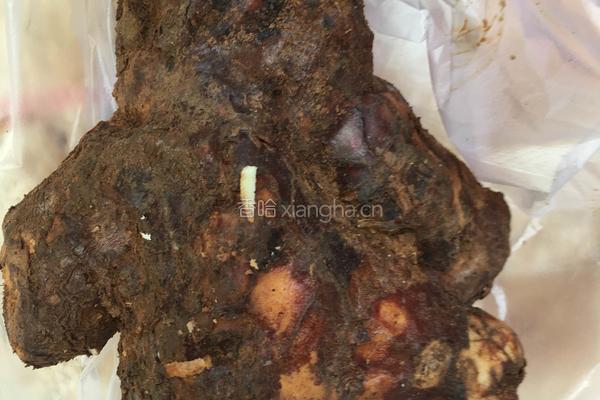 水鸭土茯苓薏米芡实汤的做法图解1