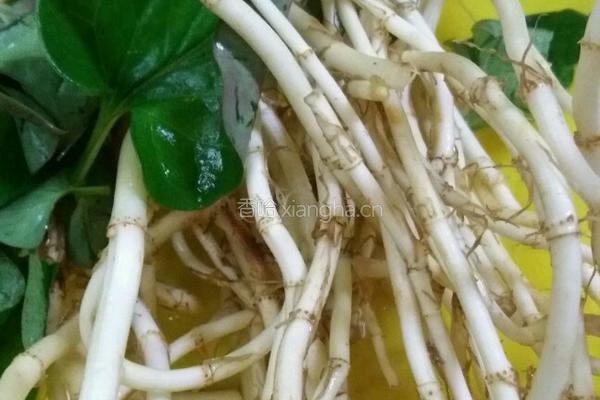 凉拌折耳根（鱼腥草）的做法图解2