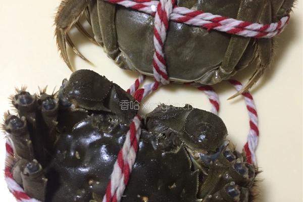 清蒸阳澄湖大闸蟹的做法图解2