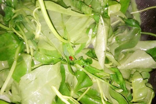 张氏炝炒空心菜的做法图解5