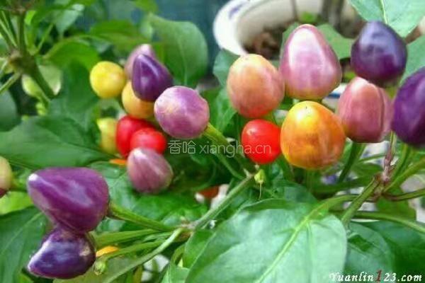 酱油泡七彩椒的做法图解1