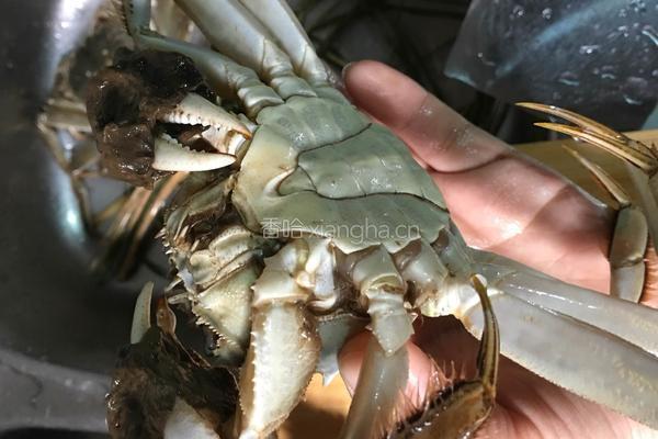 蒸大闸蟹的做法图解5