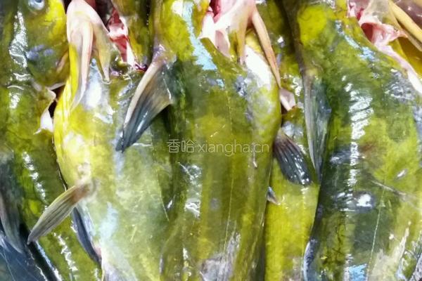 黄骨鱼焖酸菜的做法图解4