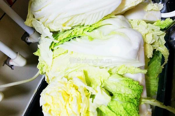 酸白菜的做法图解2