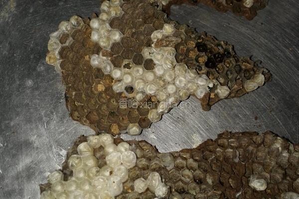 隔水蒸蜂蛹饭的做法图解1