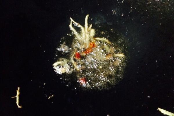 青椒炒牛肉的做法图解6