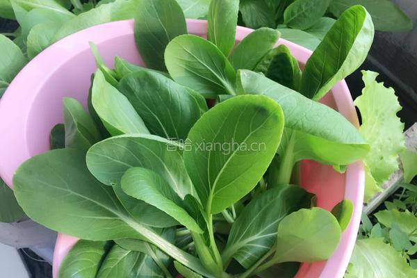 蒜茸小青菜的做法图解1