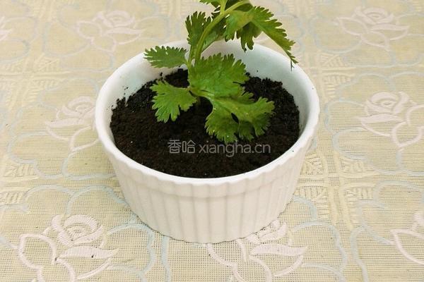 好看又可以吃的小盆栽的做法图解4