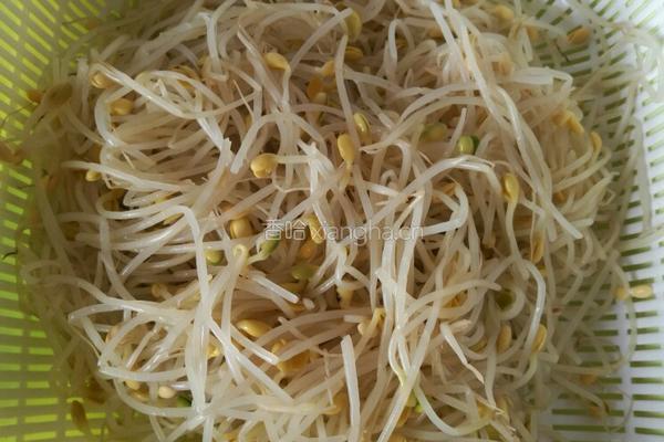 凉拌豆芽的做法图解2