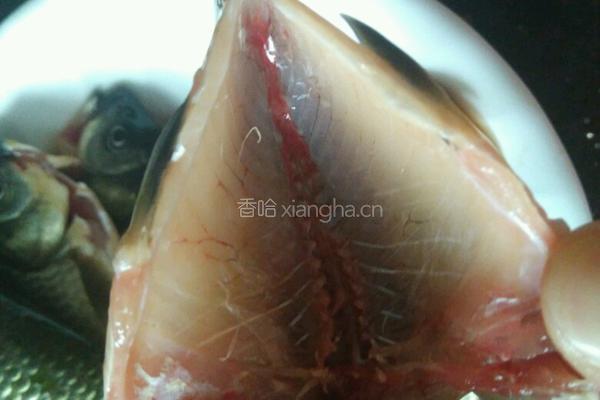 鲫鱼炖茶油的做法图解2