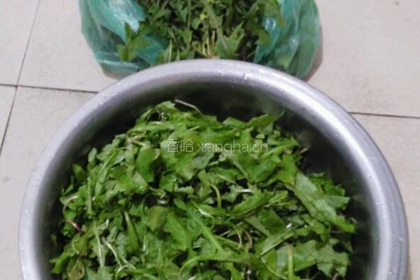 药膳 蒲公英蒸菜的做法图解1