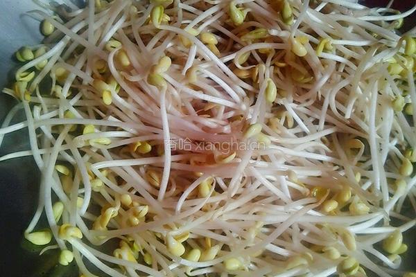 素炒豆芽的做法图解3