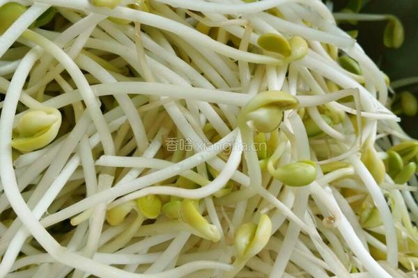 麻辣黄豆芽的做法图解1