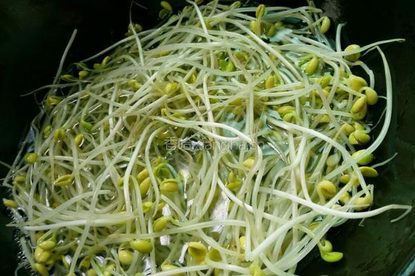 麻辣黄豆芽的做法图解2