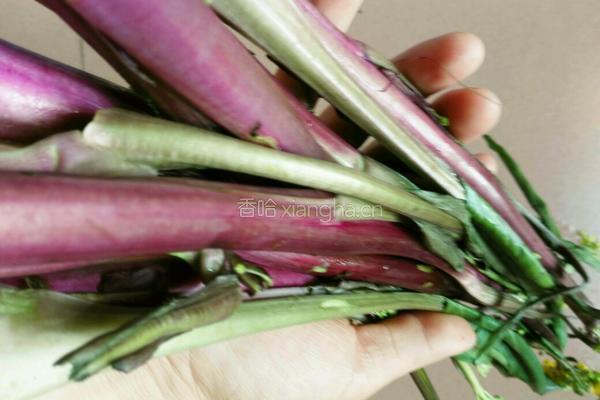 炒菜苔的做法图解1