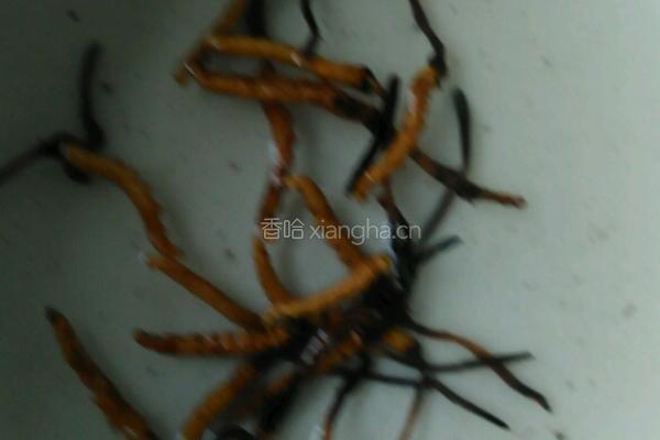 虫草鸽子汤的做法图解1