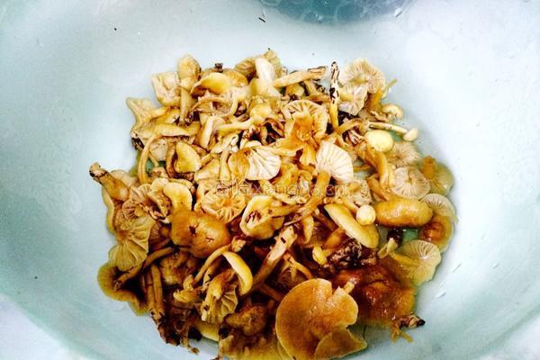 蘑菇炒肉的做法图解2