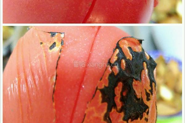 八叔烧茄子的做法图解5