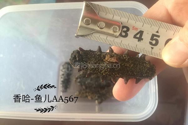 发海参的做法图解1