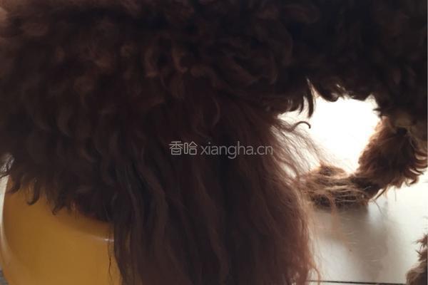 自制狗粮的做法图解14
