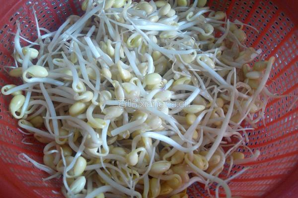 豆芽炒粉条的做法图解1