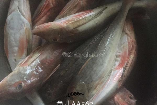 红烧红娘鱼的做法图解1