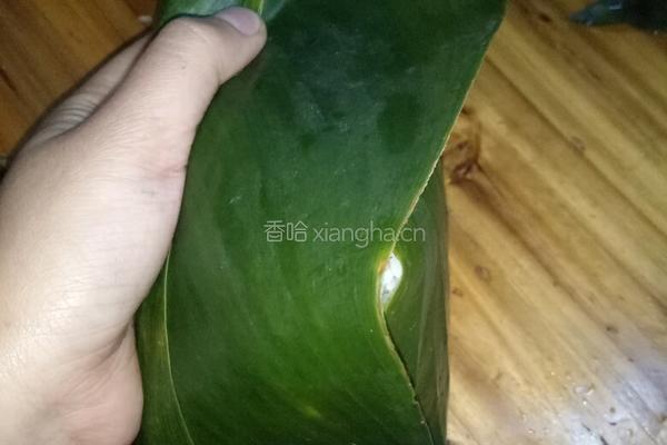 绿豆粽的做法图解10