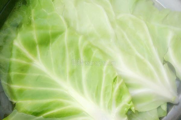 蒸包菜卷的做法图解2