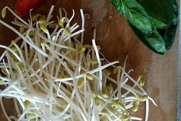 炒豆芽的做法图解1