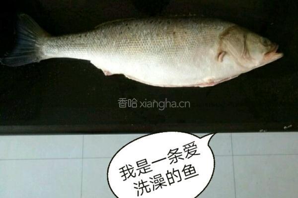 宝宝辅食清蒸鲈鱼的做法图解1