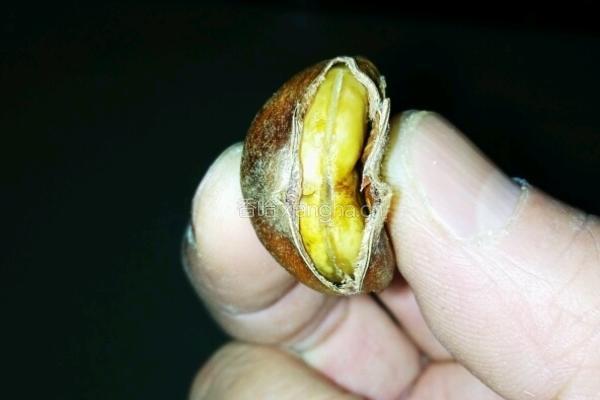 微波炉烤板栗的做法图解6